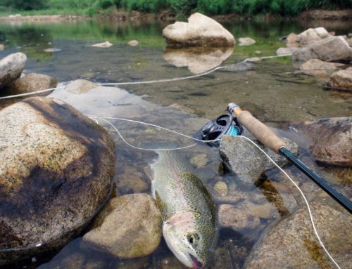 Rainbow trout