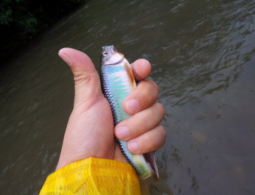 피라미 Fly Fishing